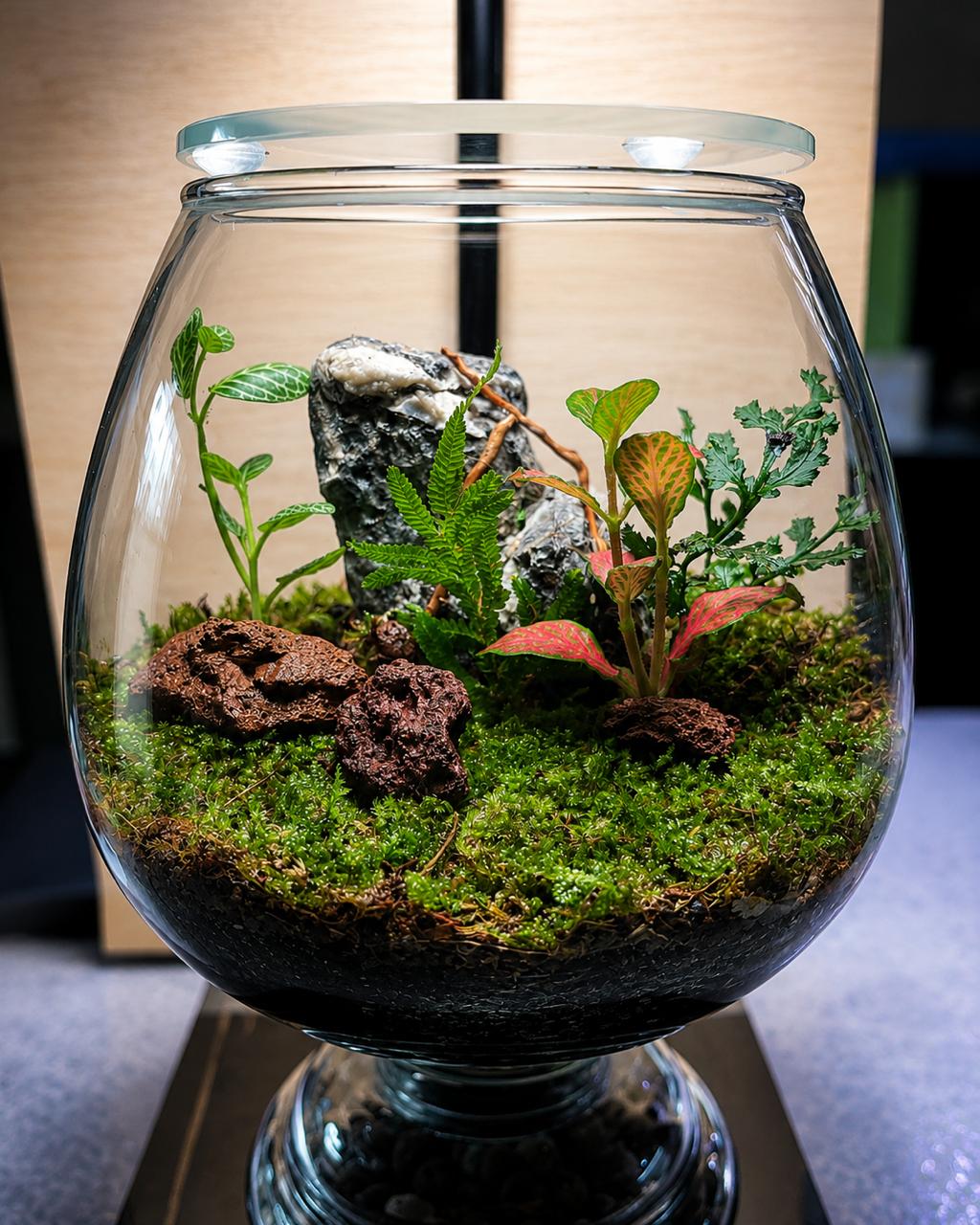 A rounded glass vessel with a clear lid, fern fronds, pink fittonia, moss, and volcanic stones